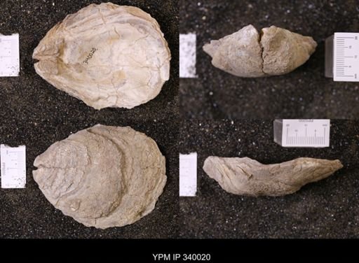 Ostrea glabra wyomingensis