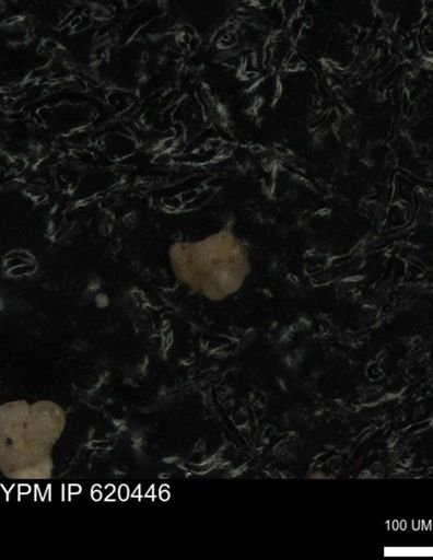 undet. Foraminiferida