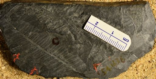 Annularia sp.