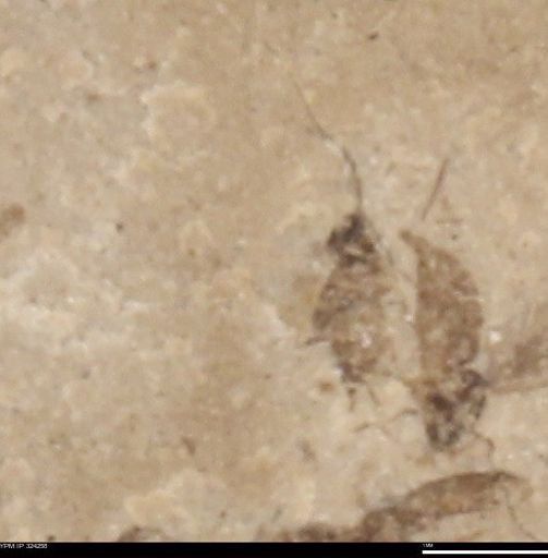 undet. Insecta