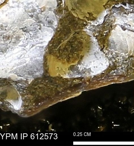 Protocardia sp.