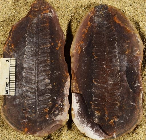 Pecopteris sp.