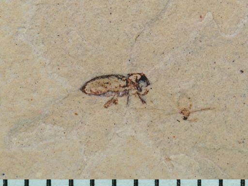 Curculionidae?