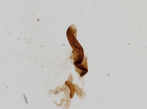 Papillifera papillaris