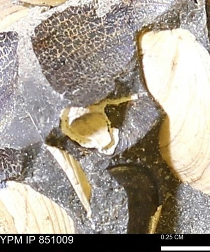Limopsis striatopunctatus