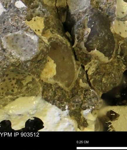 Corbulamella sp.