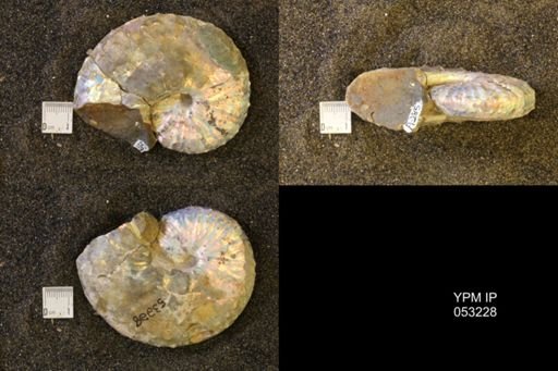 Discoscaphites conradi