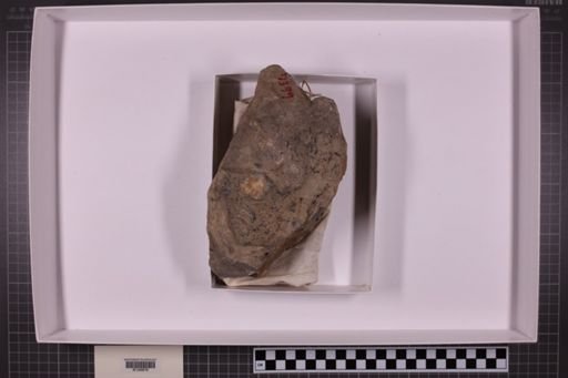 mixed taxa, stratigraphic collection