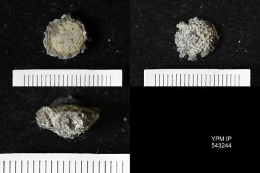 Gennaeocrinus variabilis