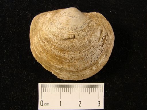 Eophysema ozarkana