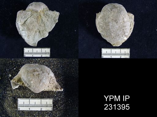 Productus cora