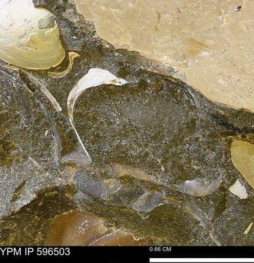 undet. Mollusca