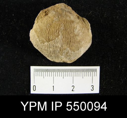 Productus insinuatus