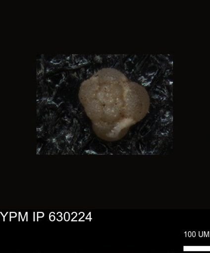 undet. Foraminiferida