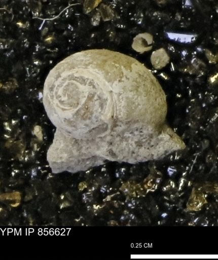 Euspira sp.