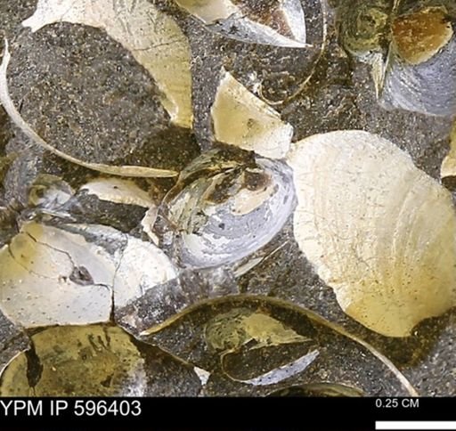 Protocardia subquadrata