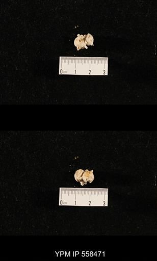 Girtycoelia sp.