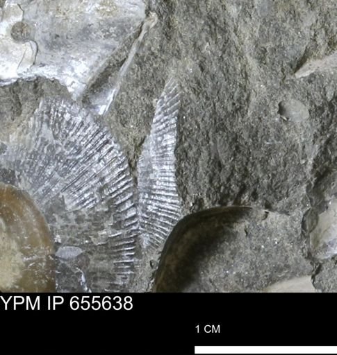 Oxytoma (Hypoxytoma) nebrascana