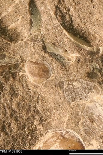Protocardia sp.