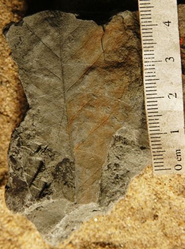 Chrysophyllum pseudargenteum oblongum
