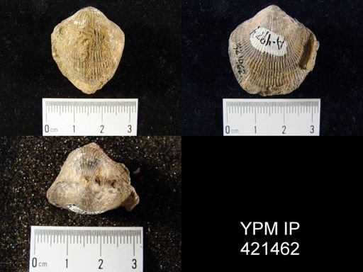 Devonatrypa?
