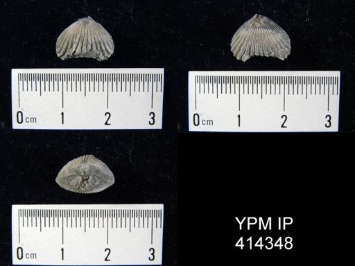 Rhynchonella?