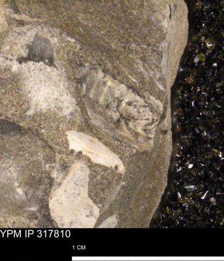 Hoploscaphites sp.