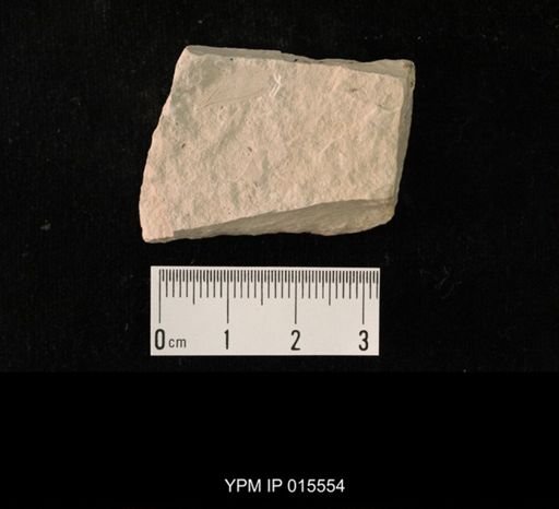 Probnis speciosa