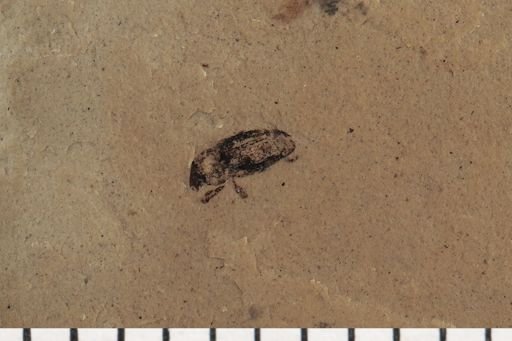 Curculionidae