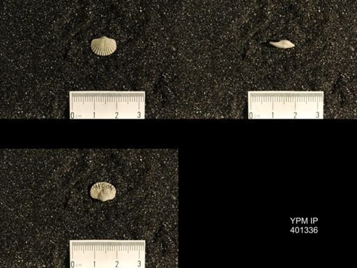Plectorthis plicatella