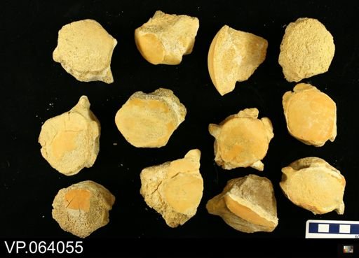 undet. Mosasauridae