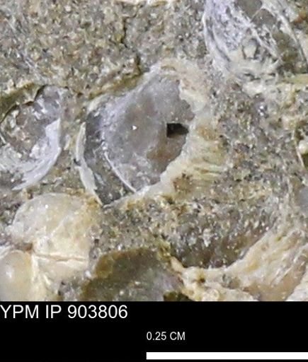 Corbulamella sp.