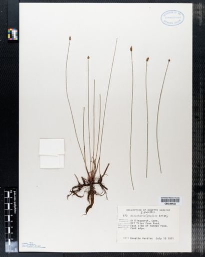 Eleocharis palustris