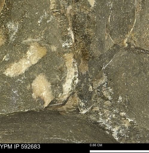 undet. Inoceramidae