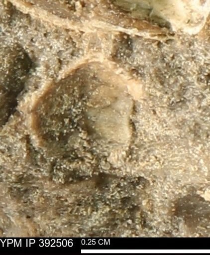 Protocardia subquadrata