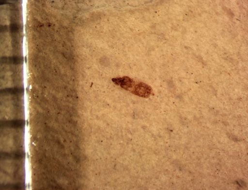 undet. Insecta