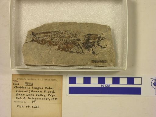 Mioplosus longus