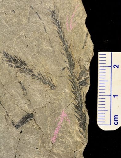 Lepidodendron sp.