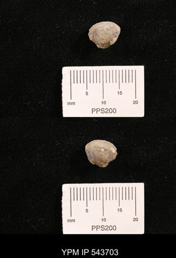 Protocardia sp.