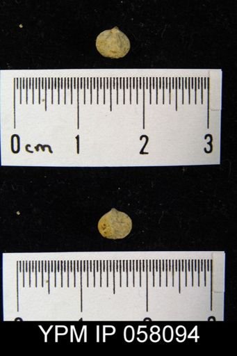 Anoplotheca concava