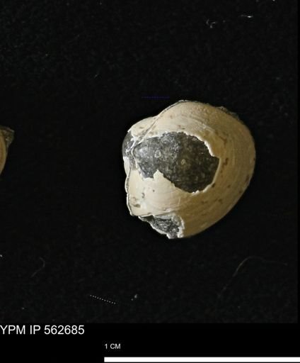 Limopsis striatopunctatus