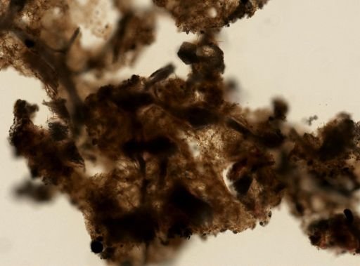 Callyspongia diffusa