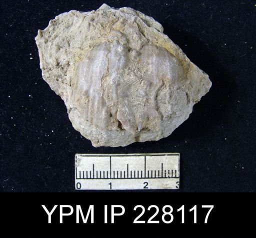 Dictyoclostus portlockianus var. crassicostatus