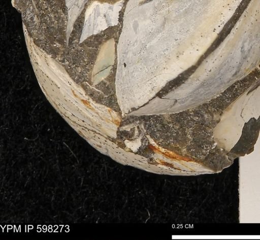 Limopsis striatopunctatus