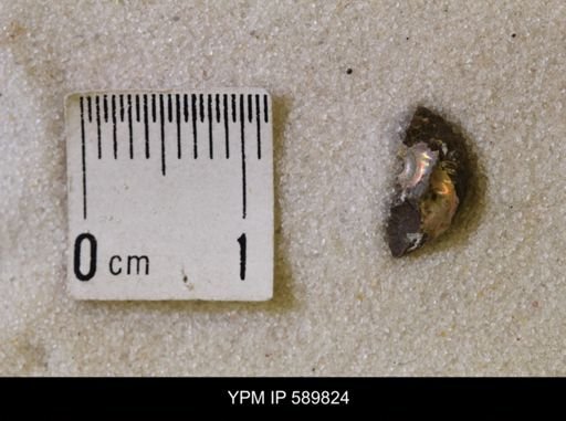 undet. Scaphitidae
