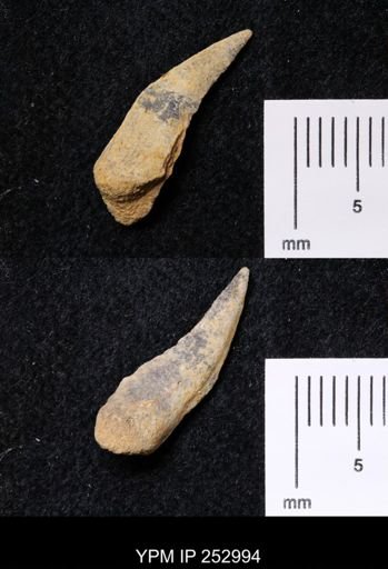 undet. Brachyura