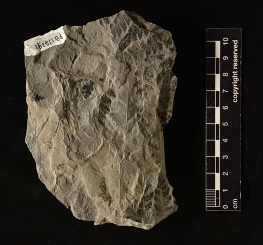 Sphenopteris sp.