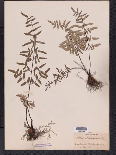 Pellaea atropurpurea