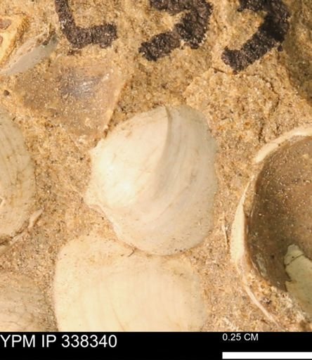 Protocardia subquadrata