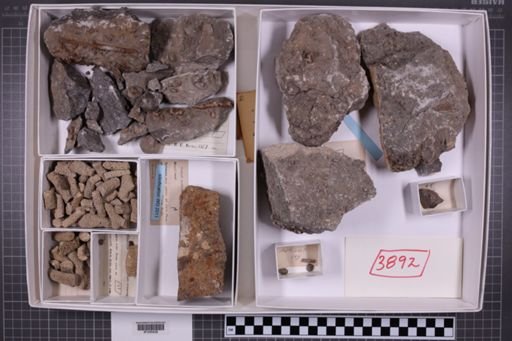 mixed taxa, stratigraphic collection